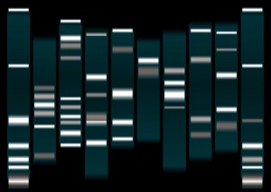 DNA Testing